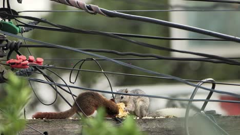 Two-Squirrels-Eating-Food-on-Electric-Pole-in-Urban-Area