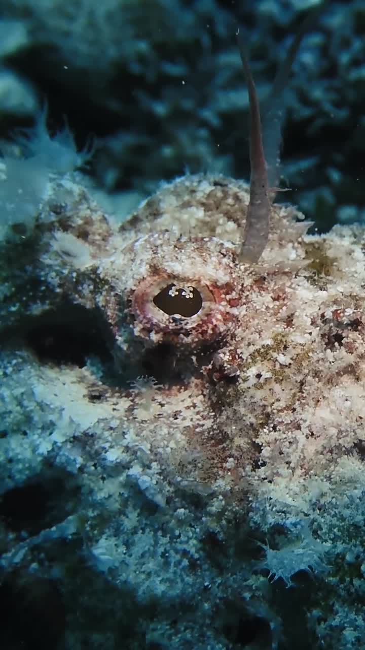 Vertical close-up of a camouflaged scorpionfish eye and head on the sandy seabed of Mauritius. Concept of hidden predators, marine camouflage, and underwater detail
