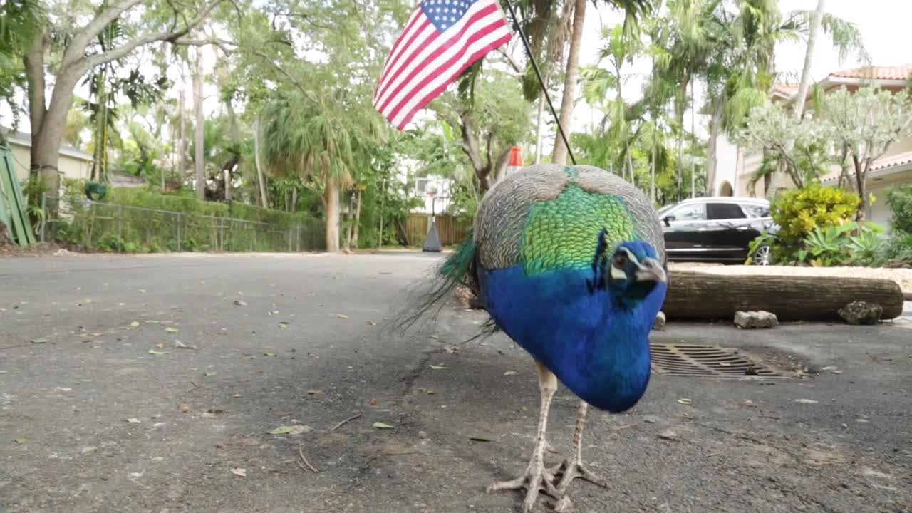 Medium shot of a peacock standing on a suburban road in Coconut Grove, Florida