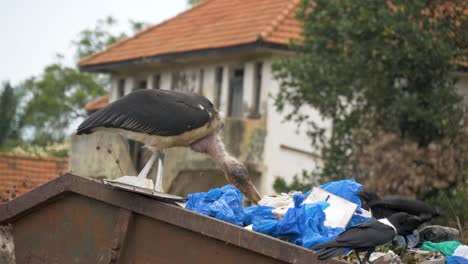 Una-Gran-Cigüeña-Marabú-Recoge-La-Basura-En-Un-Gran-Basurero-En-Un-Paisaje-Urbano-En-África