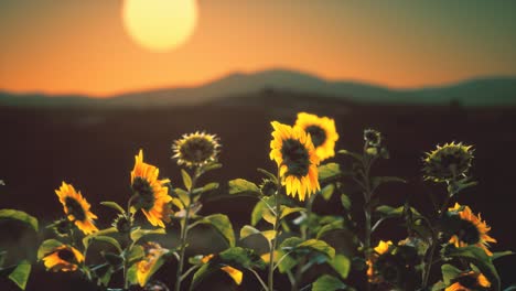 big beautiful sunflowers at sunset