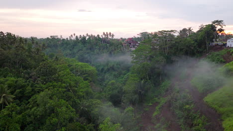 ubud jungle, dense tropical paradise of diverse plant and animal life