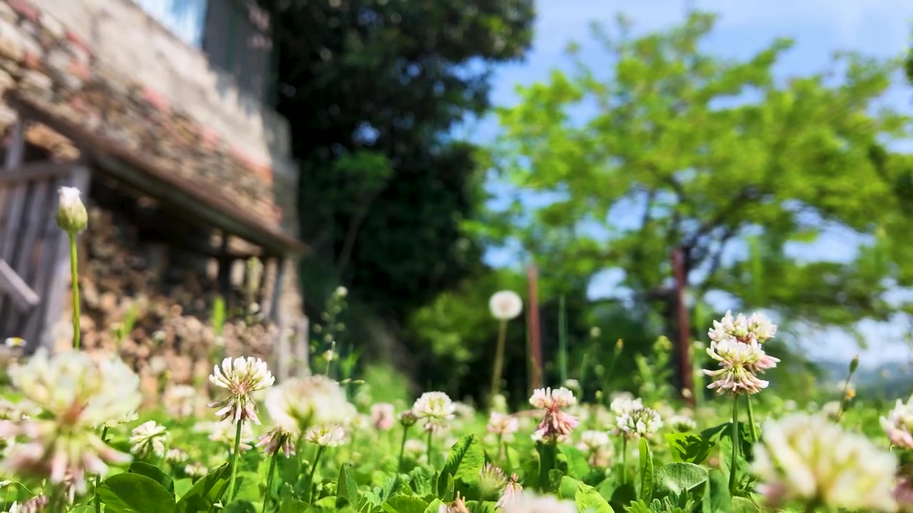 ピエモンテの素朴な石造りの家の近くで咲く野生の花をローアングルで手持ち撮影。