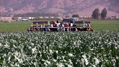 cosecha de brócoli en california, estados unidos