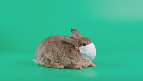 brown rabbit wear mask and little moving stay on green screen