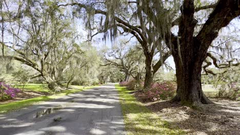 Robles-Vivos-Bordean-El-Camino-De-Tierra-En-Los-Jardines-De-Magnolia-En-Charleston-Sc,-Carolina-Del-Sur,-El-Viejo-Sur,-Plantación-Antebellum