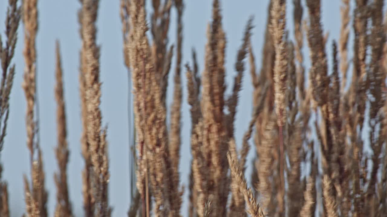 камышовая трава медленно колышется на ветру