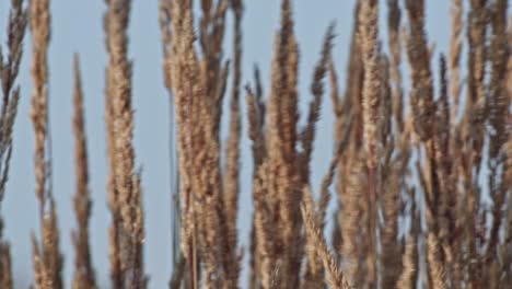 Pluma-Caña-hierba-Se-Balancea-Lentamente-En-El-Viento