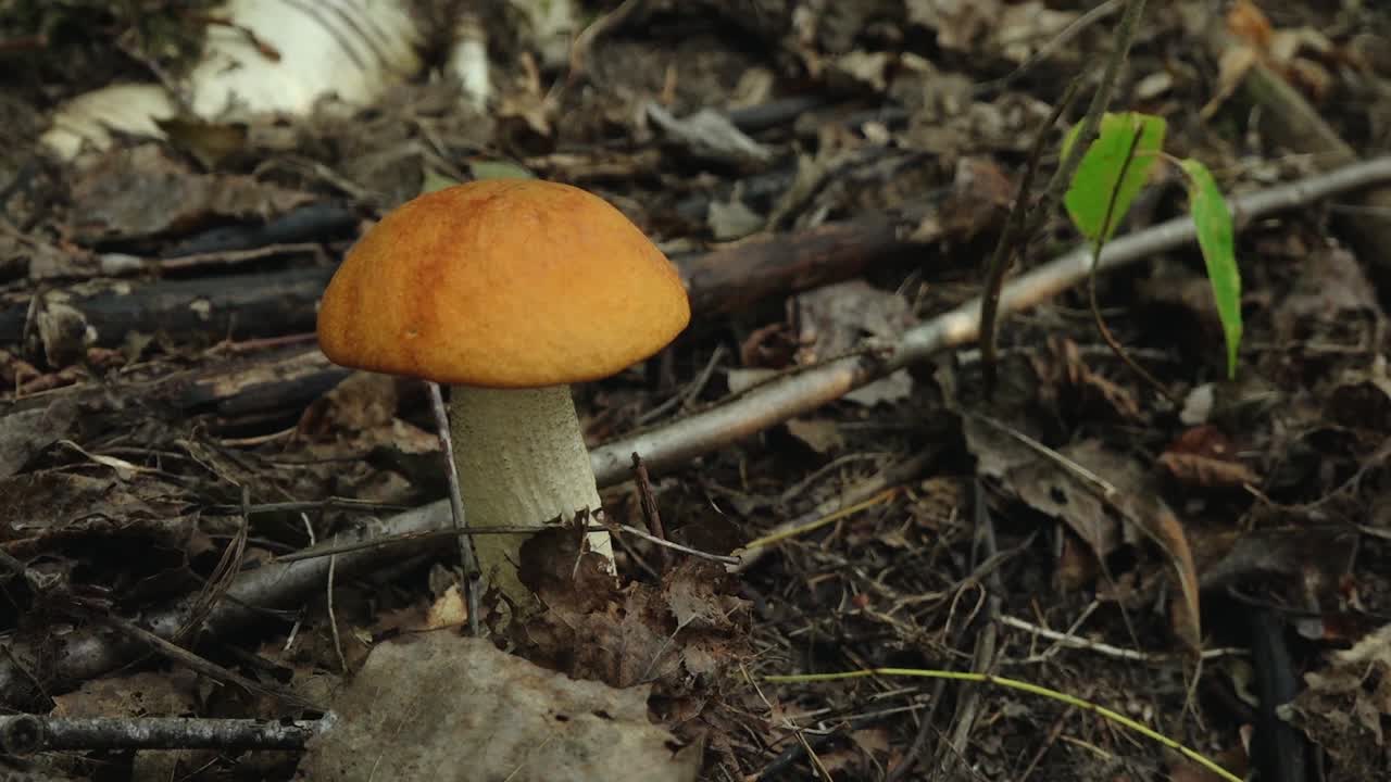 Autumn mushrooms in the forest sunlight in the forest