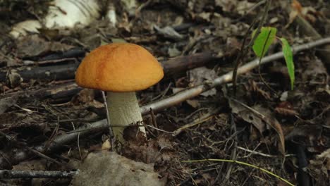 autumn mushrooms in the forest sunlight in the forest