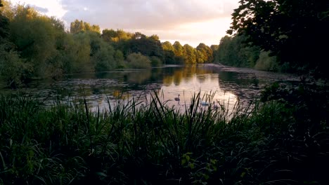 Statische-Aufnahme-Eines-Sees-Bei-Sonnenuntergang-Mit-Einer-Schwimmenden-Schwanenfamilie-Im-Vordergrund