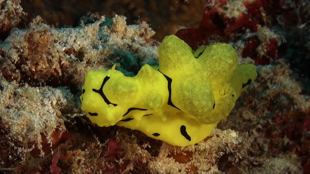 BIg yellow nudibranch (Aegires minor) lying on tropical coral reef