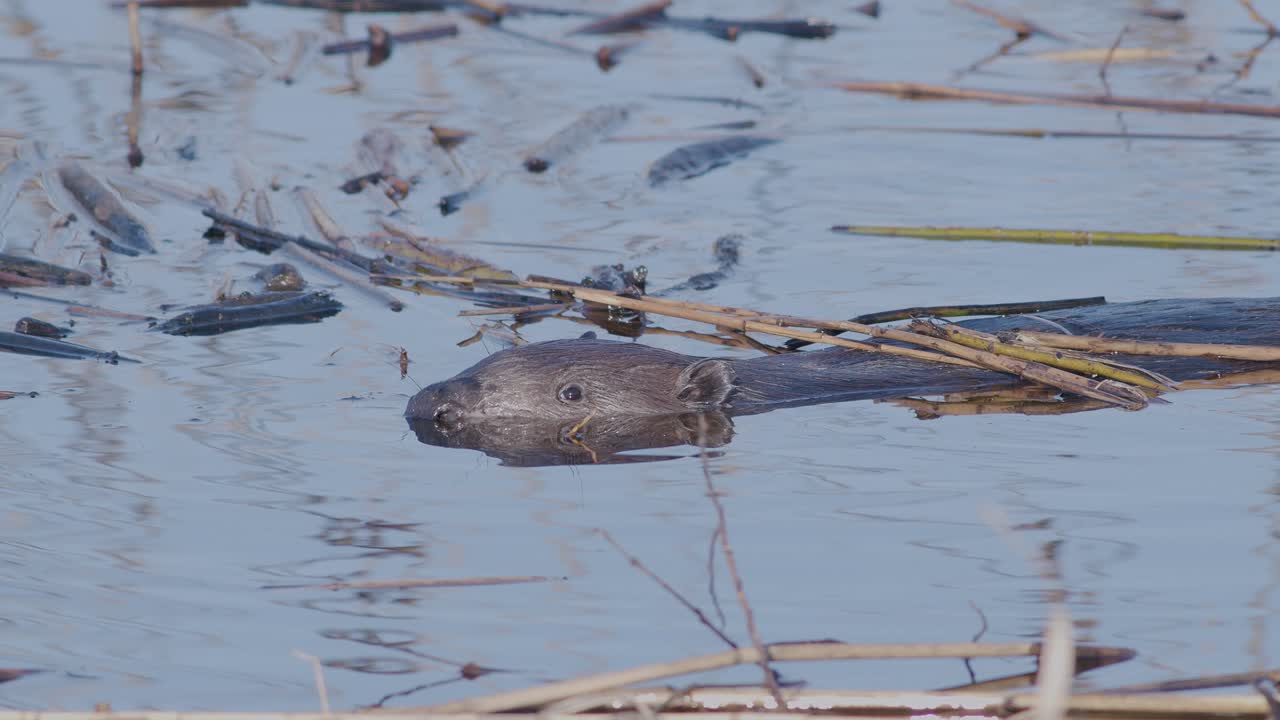 castor salvaje nadando en el lago y haciendo salpicaduras
