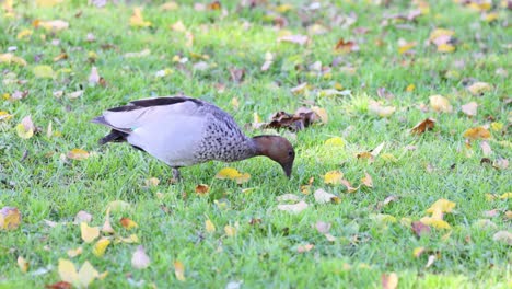 duck foraging for food among autumn leaves