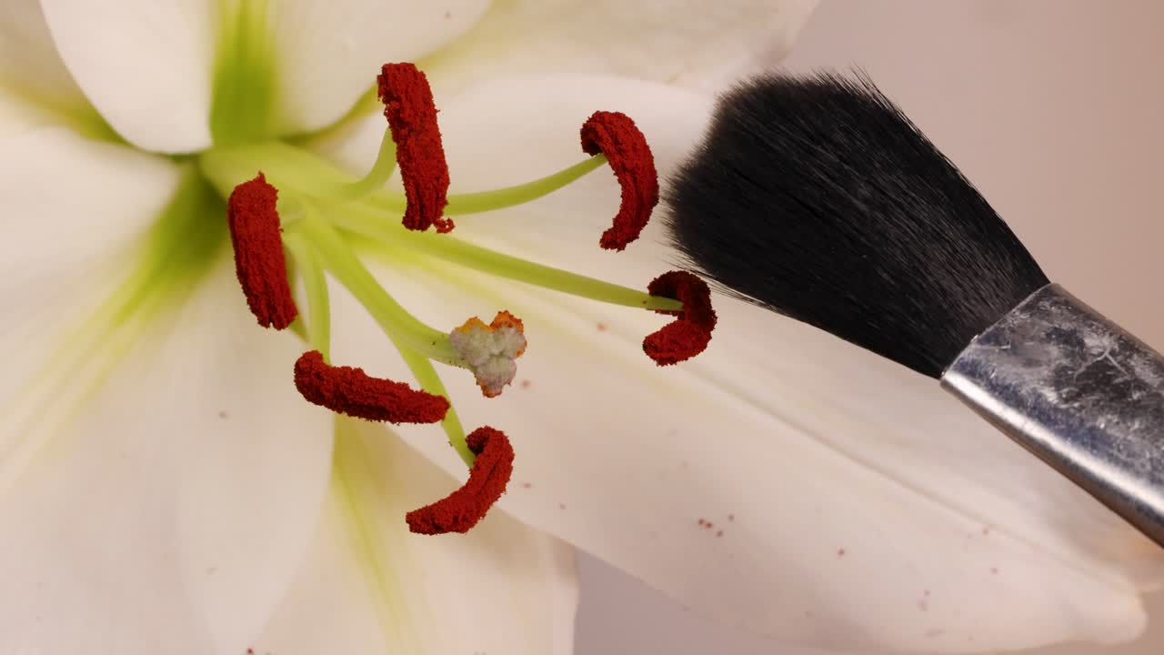 Detailed video showing a brush transferring pollen from lily stamens, highlighting pollination process in controlled environment with soft lighting