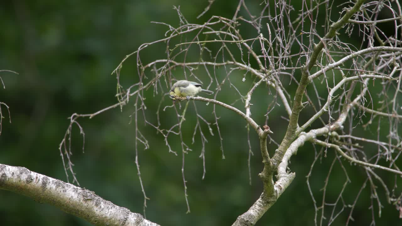 Blue Tit, Bird, Perched On Tree Branch