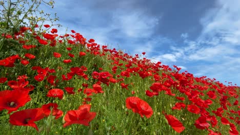 Amapolas-Silvestres-Flores-Rojas-Naturales-En-Primavera-De-Cielo-Azul-De-Cámara-Lenta-De-Campo