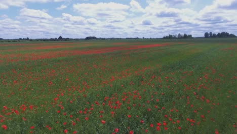 Blühende-Mohnblumen-Im-Mohnfeld.-Die-Wegziehende-Luftaufnahme