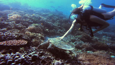 un buzo interactuando con una tortuga marina en un arrecife de coral