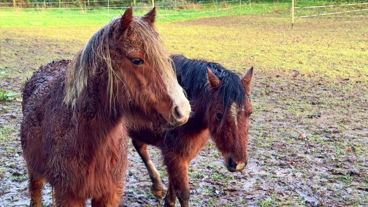 Dois cavalos marrons curiosos e amigáveis, com pelagens molhadas e enlameadas, olhando para a câmera em um campo. Close-up.