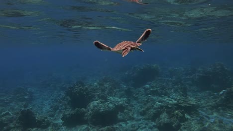 baby green sea turtle under the shallow blue water - marine life - underwater