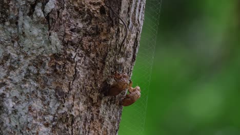 the cast or sloughed skin of two cicadas were stuck and hanging on the trunk of a tree at khao yai national park in nakhon ratchasima, thailand