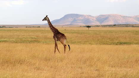 una jirafa caminando por la sabana africana en masai mara, kenia (foto amplia)