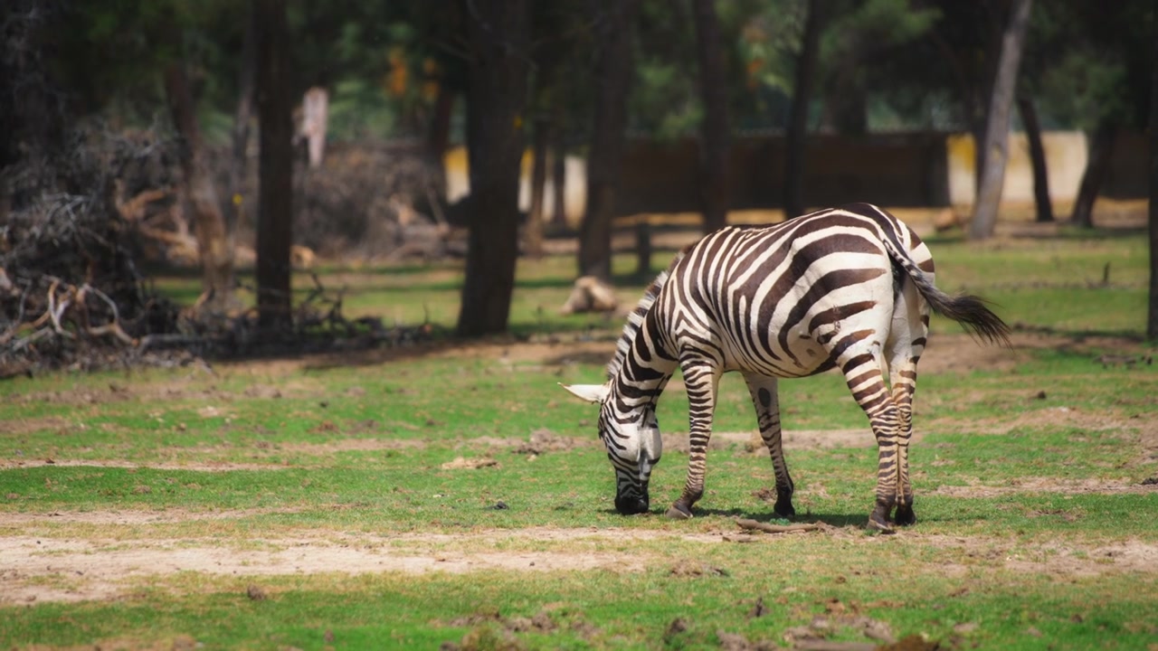 Zebra di Grant che pascola sul prato