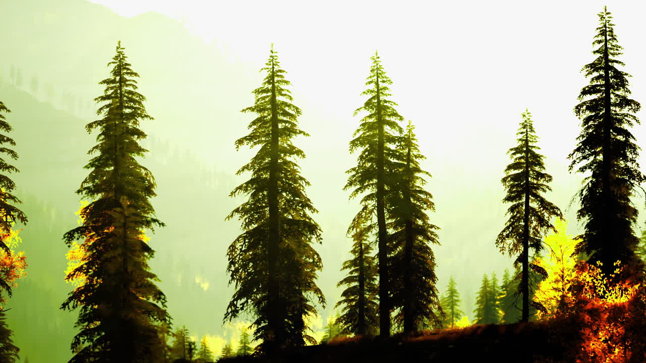 Sunrise illuminates tall evergreen trees in a serene mountain landscape