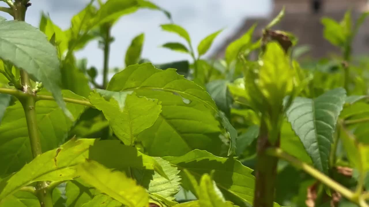 Chichen Itza Mayan Ruins in Mexico