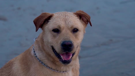 a close up shot of a dog, a labrador retriever, looking into the camera and licking his lips labrador retriever licking lips with enthusiasm