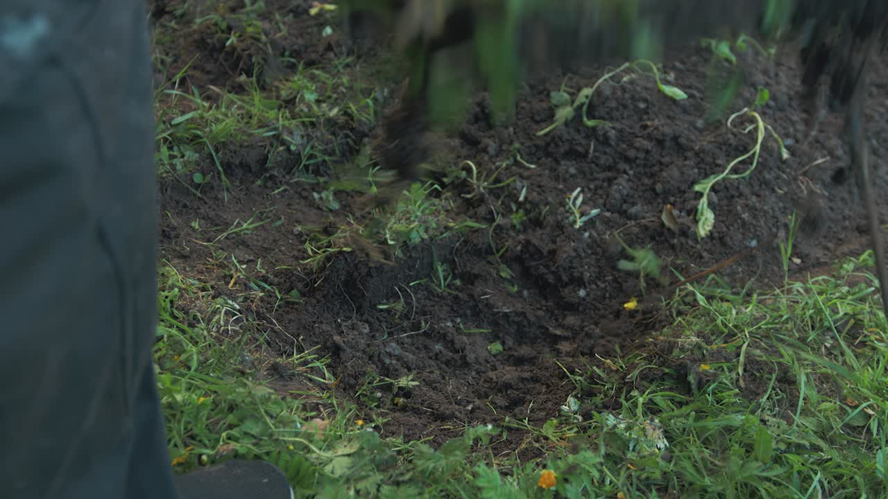 Rimuovere una zolla di terreno dal giardino con una pala