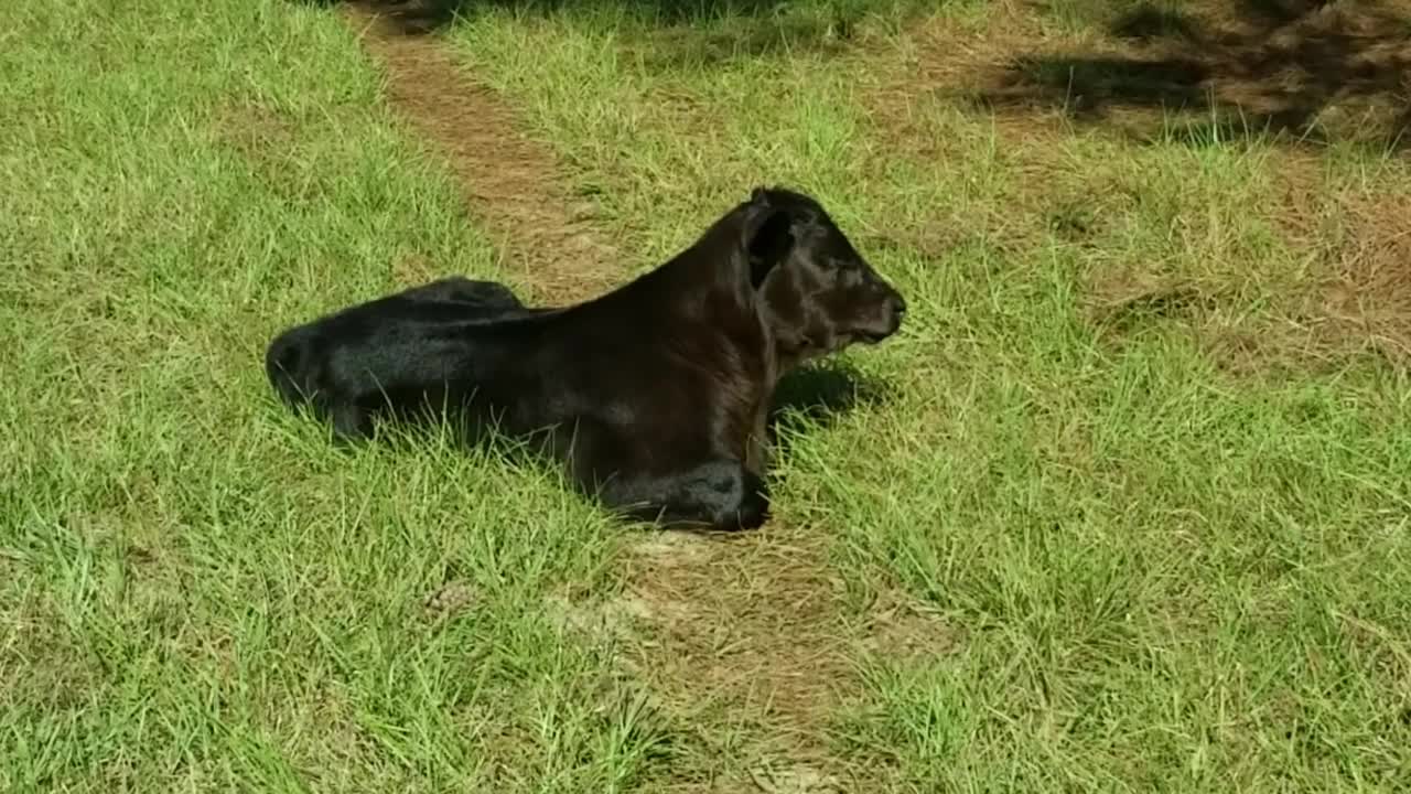 검은색 카페가 엄마가 돌아오기를 기다리는 동안 휴식을 취하고 있습니다.