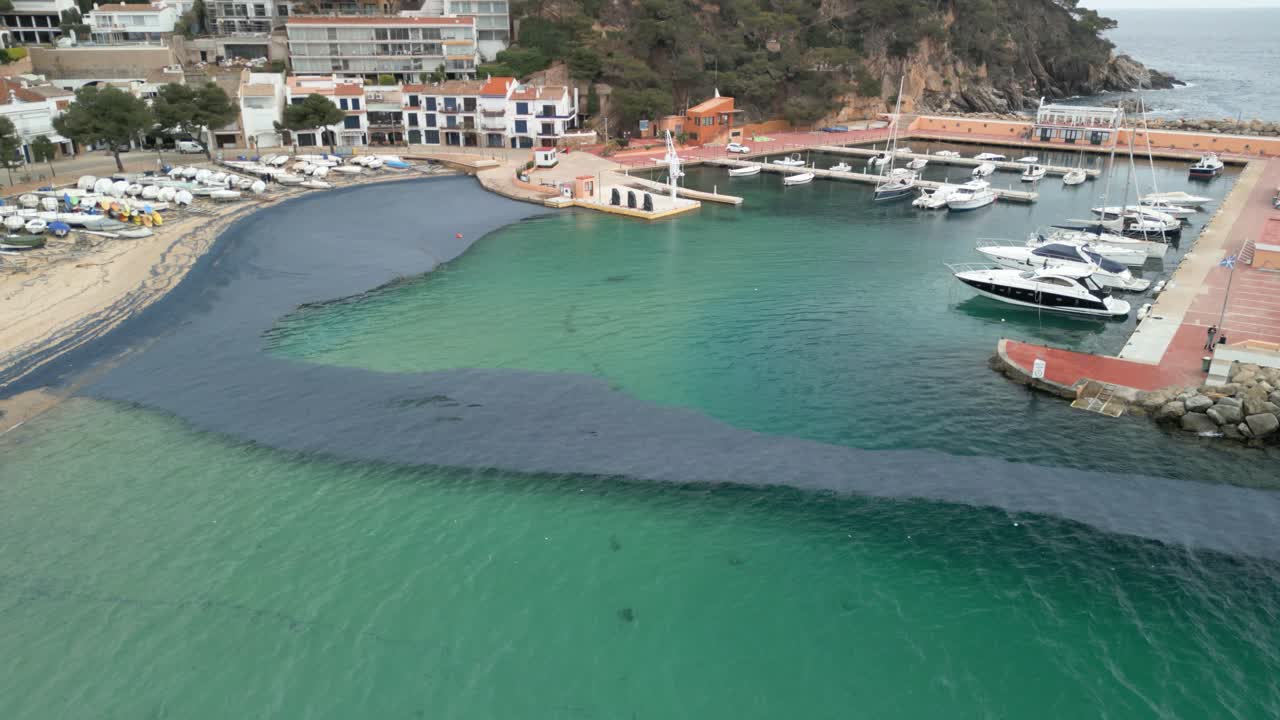 Huge numbers of velella velella, also known as by the wind sailor, are invading a marina, creating a dark stain in the emerald green water