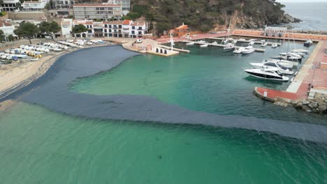 huge numbers of velella velella, also known as by the wind sailor, are invading a marina, creating a dark stain in the emerald green water