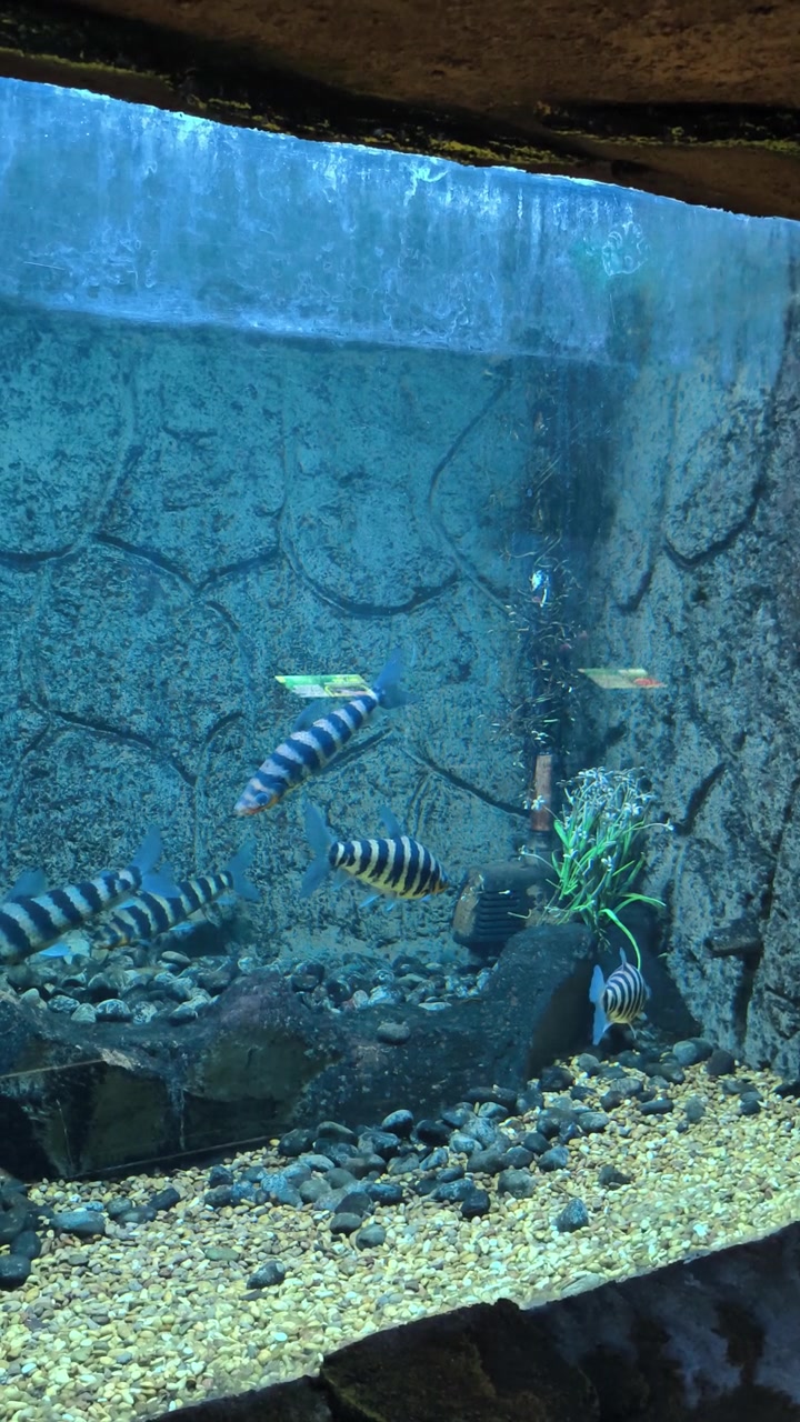 Peixe listrado nadando em um aquário de água doce