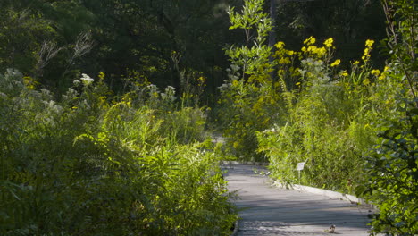 wooden bridge through a garden, with yellow flowers blooming