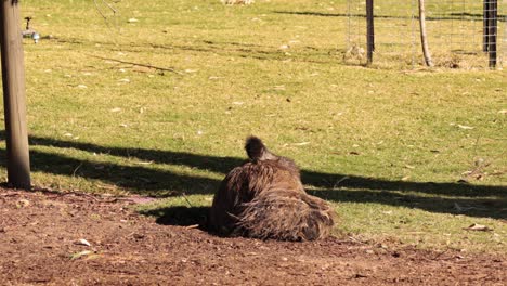 an emu sits calmly in the zoo