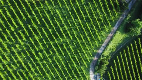 vertical bird eye view of green vineyards in summer, aerial drone shot of vines