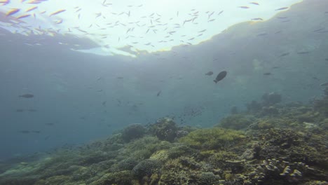 Ein-Schwarm-Kleiner-Fische-Schwimmt-über-Einem-üppigen-Korallenriff-Und-Unter-Der-Sonnenbeschienenen-Oberfläche-Im-Kristallklaren-Wasser