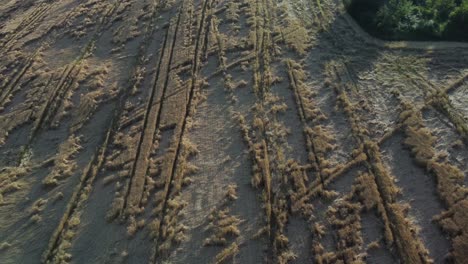 pullback shot of devastated wheat field in central italy, losses for organic farming