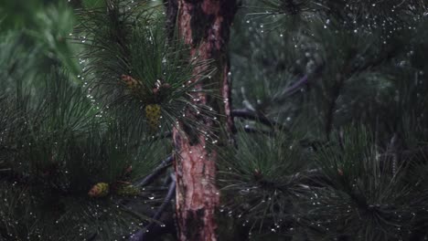 rain drops from coniferous leaves on a cloudy and rainy day