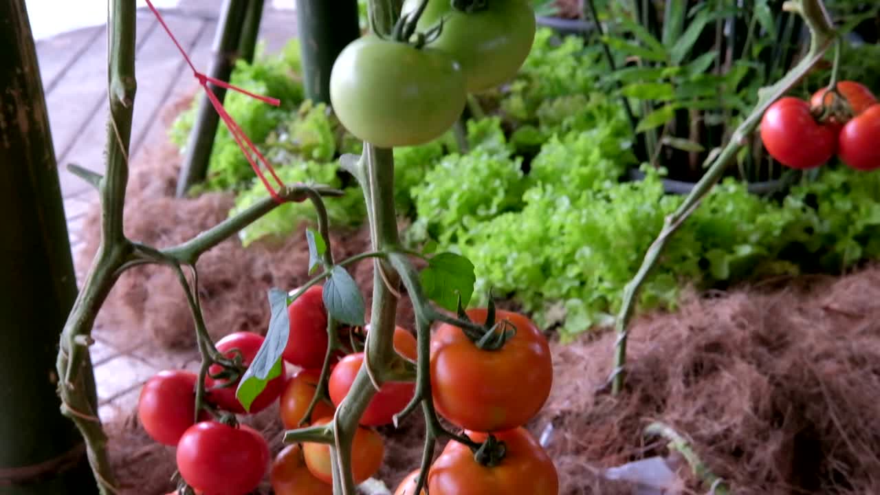 tomate rojo y verde creciendo en la rama en el jardín apoyado por redes de cuerda