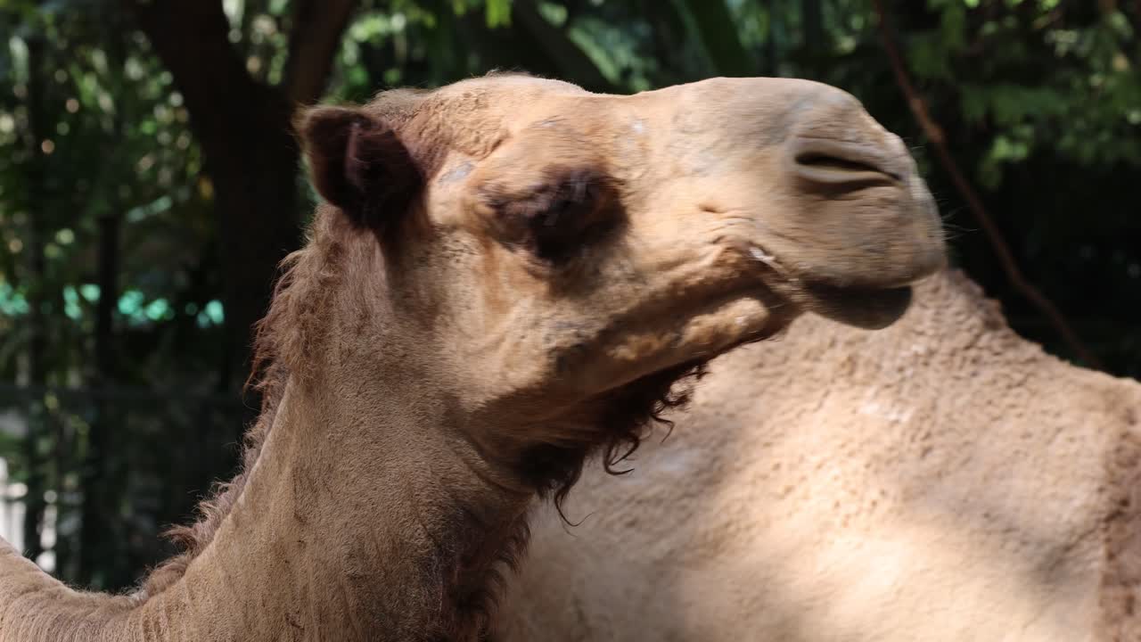 un camello que muestra varias expresiones faciales
