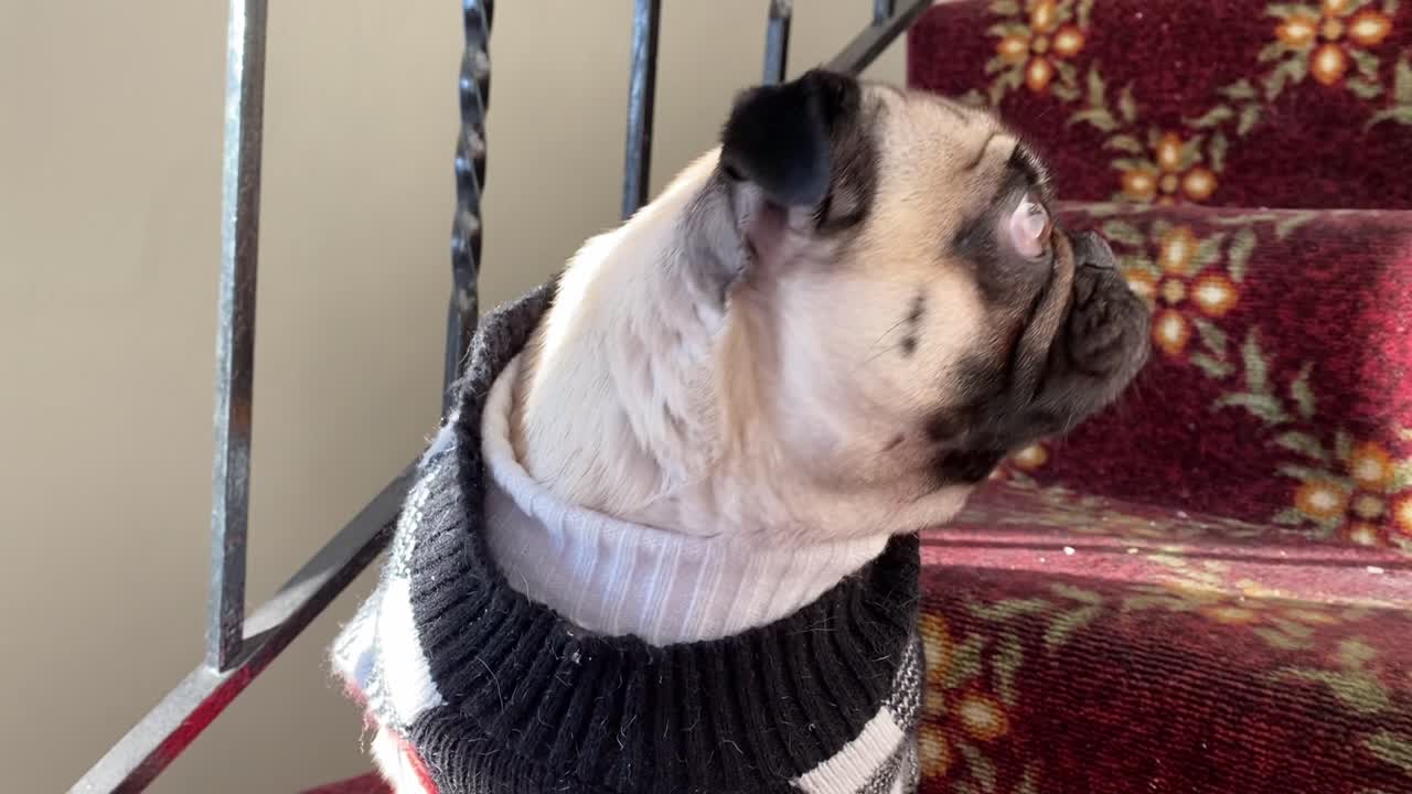 愛らしいかわいいメスのパグ犬種が素敵な衣装を着ている