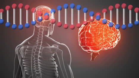 animation of dna strand and human brain, illustrating genetic influence on function