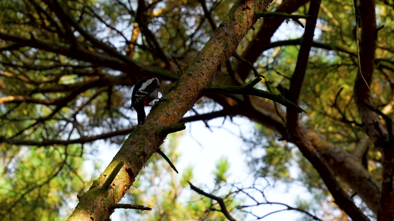 pájaro carpintero - pájaro encaramado en una rama de un árbol, silueta contra un cielo brillante, creando un ambiente pacífico