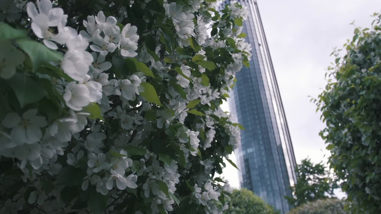 цветущие цветы перед современным небоскребом