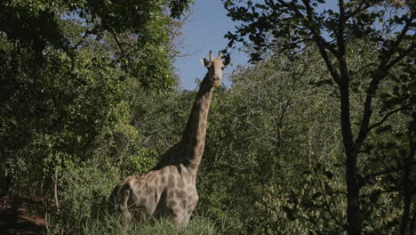 una jirafa de pie en el bosque que está mirando fijamente a la cámara