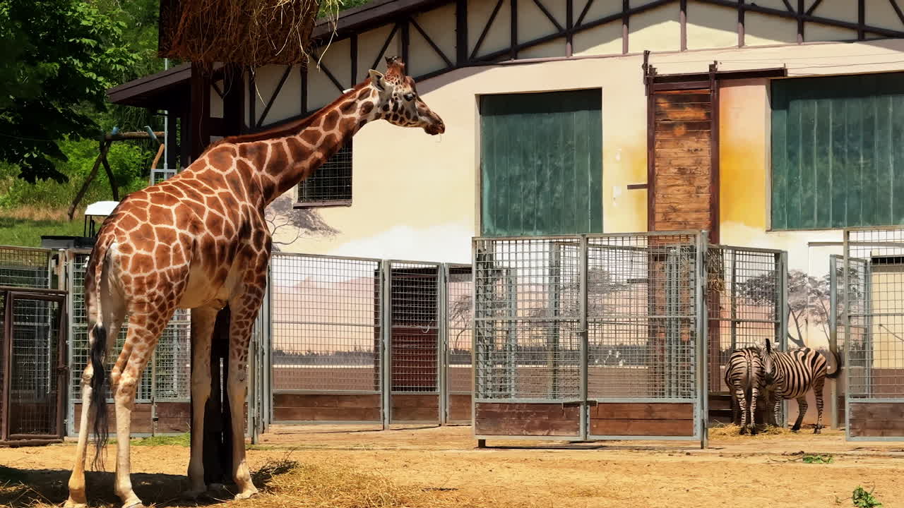 Giraffe and zebra interaction at the zoo. A giraffe stands curiously near a group of zebras in their enclosure during a sunny afternoon at the zoo